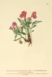 Lousewort