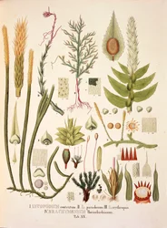 Lycopodium and Brachymenium, table XX from 