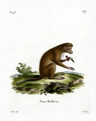Macaque