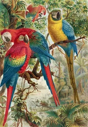 Macaws, plate from Brehms Tierleben