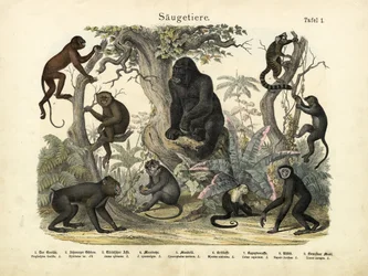 Mammals, c.1860
