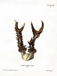 Mountain Hare Antlers