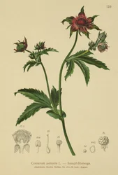 Marsh Cinquefoil