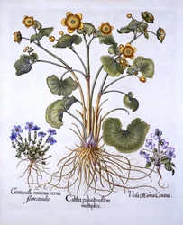 Marsh Marigold, March Violet and Spring Gentian, from Hortus Eystettensis