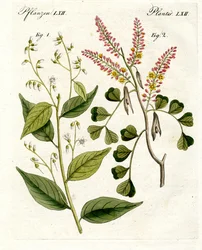 Medical Plants