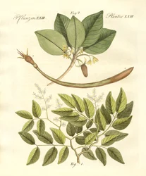 Medical Plants