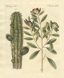 Medical Plants