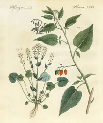 Medicinal Plants