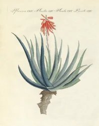 Medical Plants