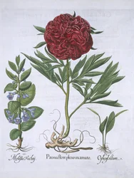 Melissa, Paeony and Odontoglossum, from Hortus Eystettensis by Basil Besler, pub. 1613