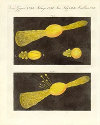 Meteor (coloured engraving)