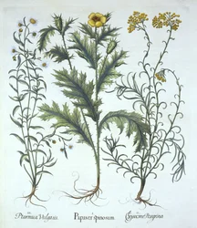 Mexican Poppy, Seaside Strawflower, and Sneezewort, from Hortus Eystettensis