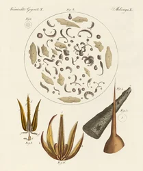 Microscopic Objects
