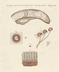 Microscopic study of the cow