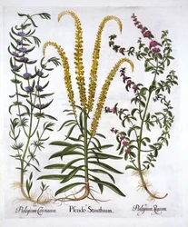 Mignonette, Pennyroyal and Marsh Mint, from Hortus Eystettensis