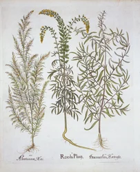 Mignonette, Southernwood, and Tarragon, from Hortus Eystettensis