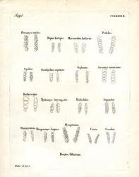 Molars
