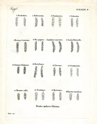Molars