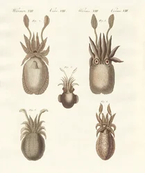 Molluscs or Soft Worms