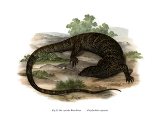 Monitor Lizard