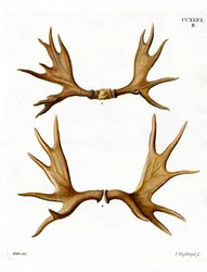 Moose Antlers