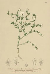 Mountain Chickweed