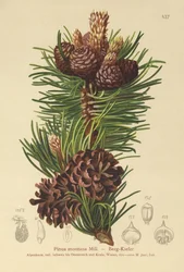 Mountain Pine