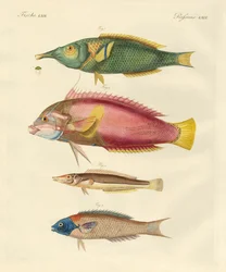 New-discovered fish