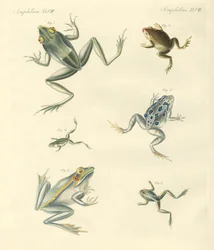 New-discovered Frogs and Toads