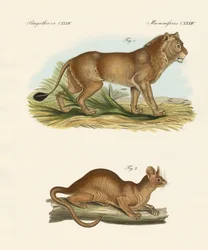 New Predatory Mammals