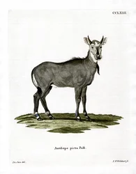 Nilgai