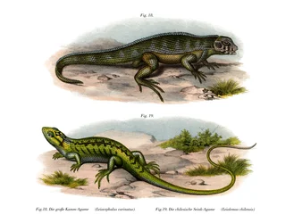 Northern Curly-tailed Lizard
