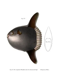 Ocean Sunfish