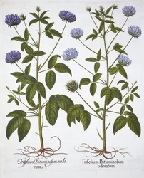 One-Flowered Clovers, from Hortus Eystettensis