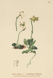One-flowered Wintergreen