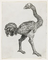 Ostrich