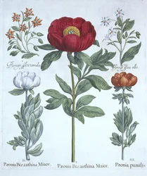 Paeonies and Borage, from Hortus Eystettensis