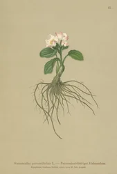 Parnassia-leaved Crowfoot (Ranunculus parnassifolius)
