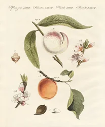 Peaches and apricots
