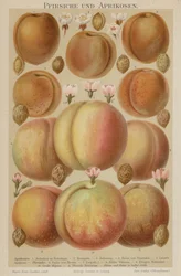 Peaches and Apricots