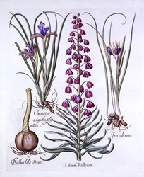 Persian Lily and Irises, from Hortus Eystettensis