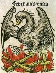 Phoenix