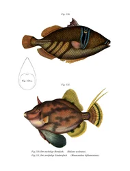 Picasso Fish