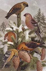 Pine Grosbeak and Crossbill, plate from Brehms Tierleben