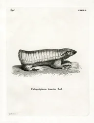 Pink Fairy Armadillo