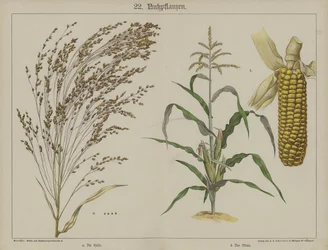 Plants