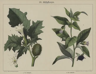 Plants