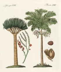 Plants from Hot Countries