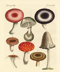 Poisonous German Mushrooms