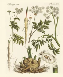 Poisonous German Plants
